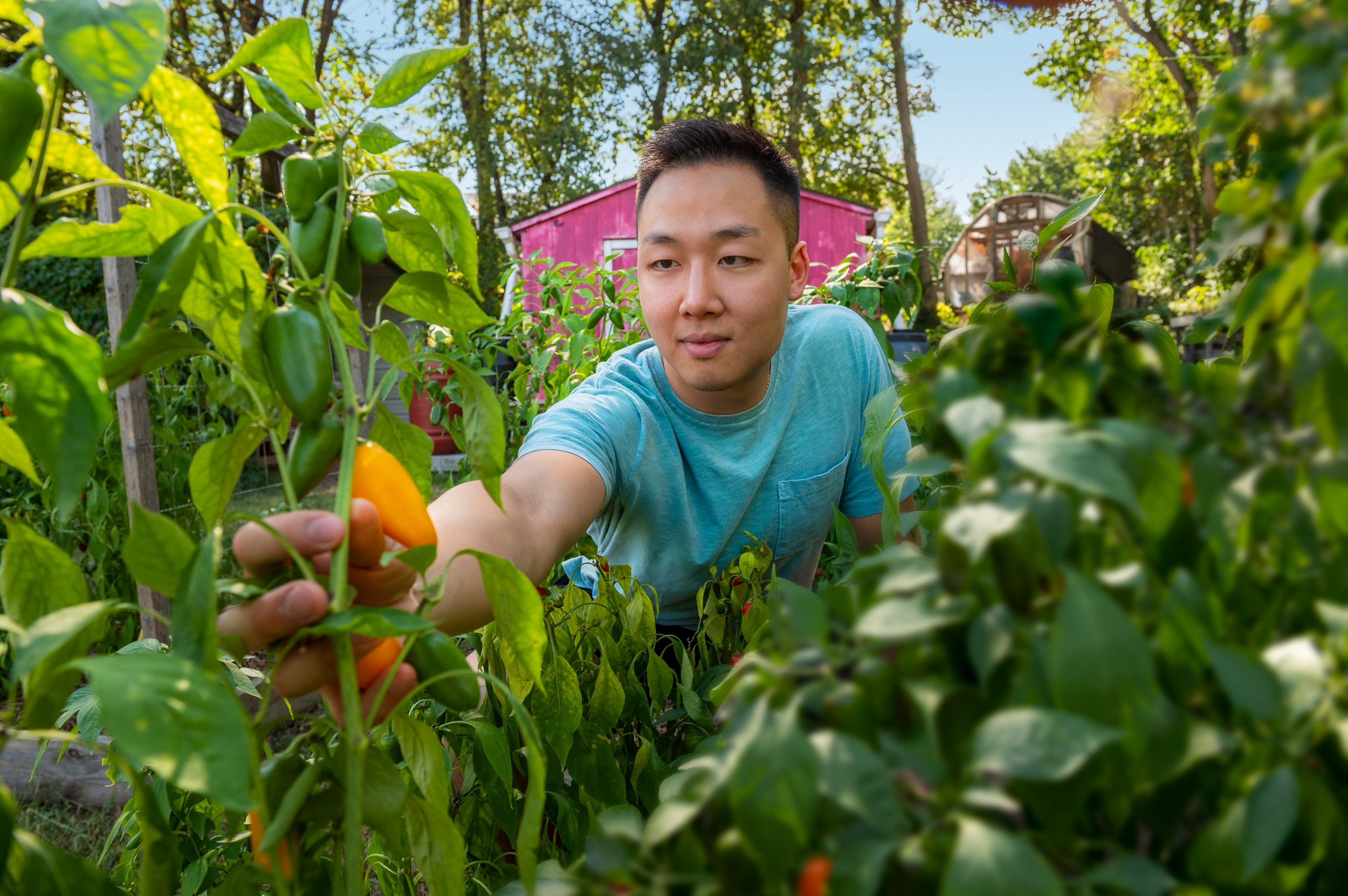 VCU Picking Tomato